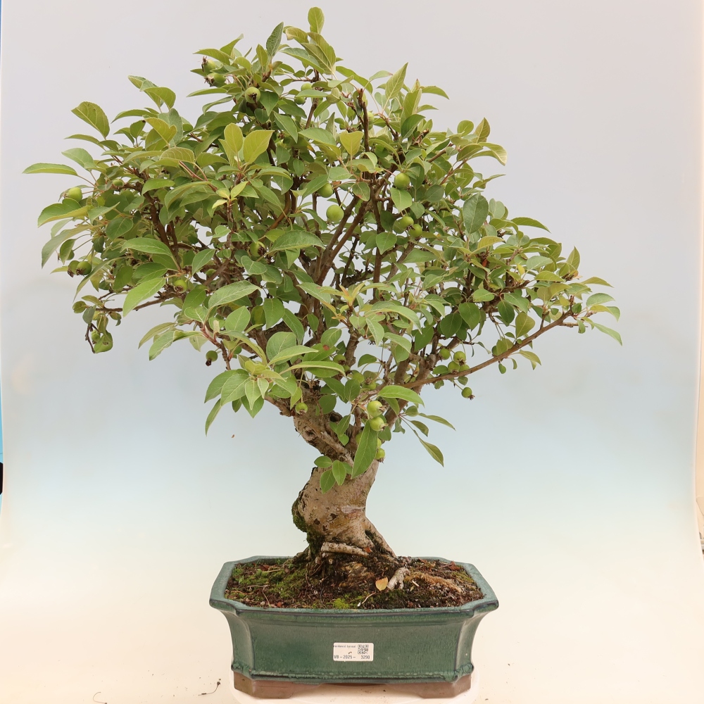 Bonsai plenerowe - Malus Halliana - Jabłoń drobnoowocowa