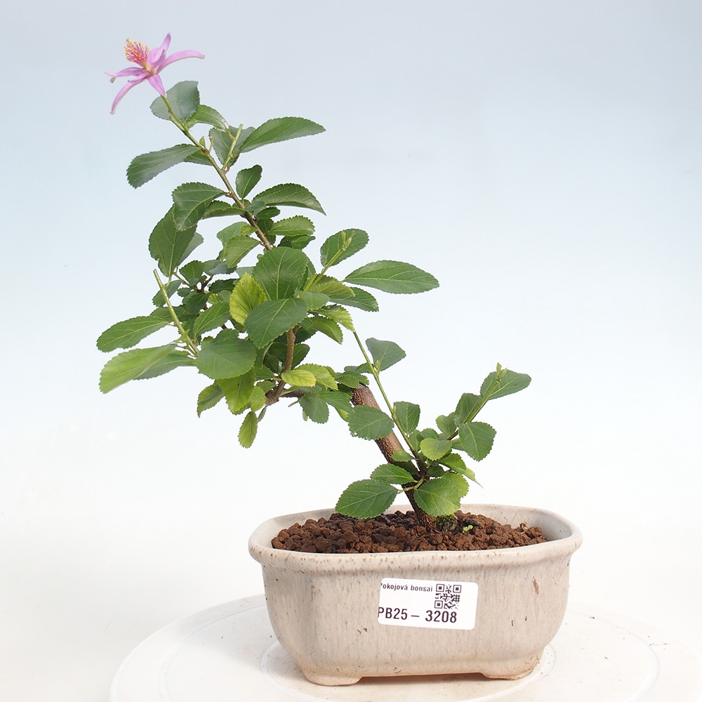 Kryty bonsai - Grewia occidentalis - Lawendowa gwiazda