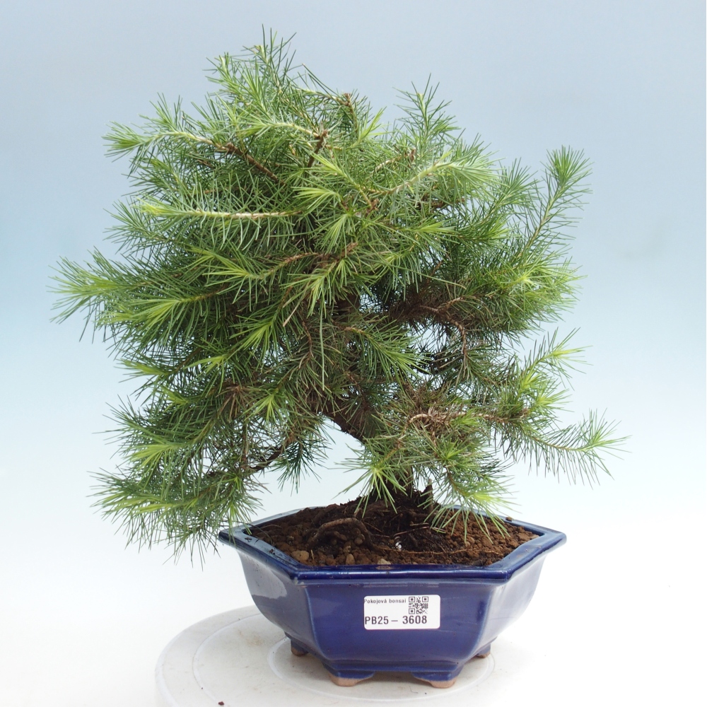 Pokój bonsai - Pinus halepensis - Sosna z Aleppo