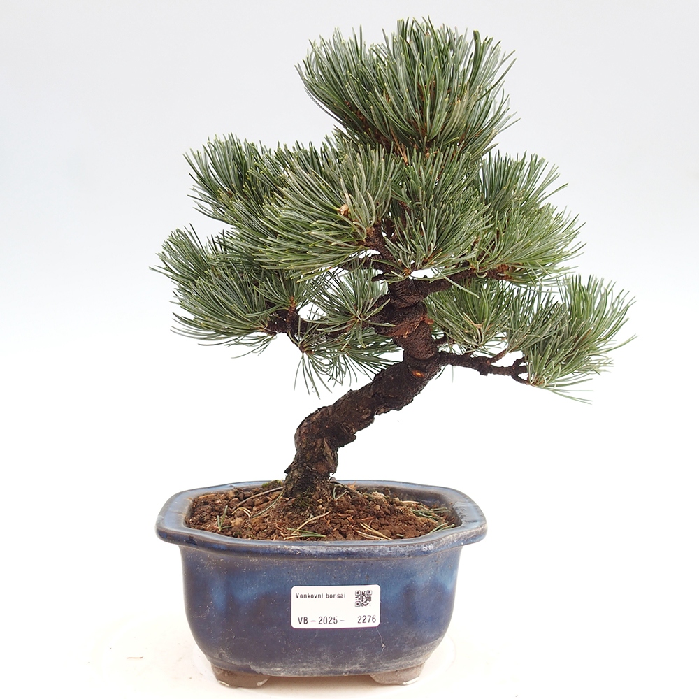 Outdoor bonsai - Pinus parviflora - Mała sosna
