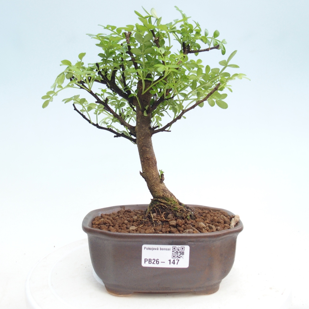 Pokój bonsai - Zantoxylum piperitum - drzewo pieprzowe