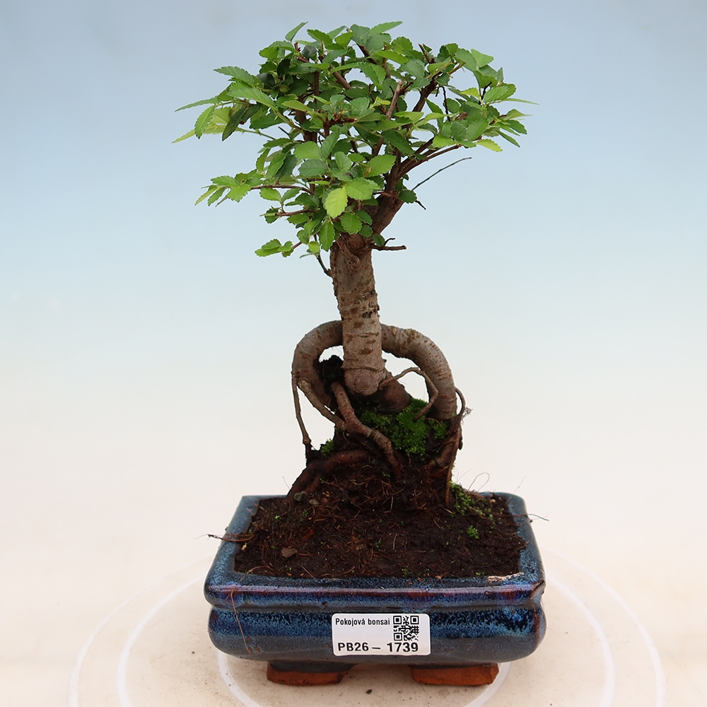 Pokój bonsai - Ulmus parvifolia - Wiąz drobnolistny