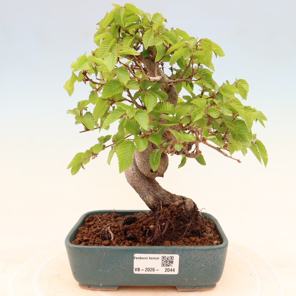 Outdoor bonsai - Carpinus coreana - grab koreański
