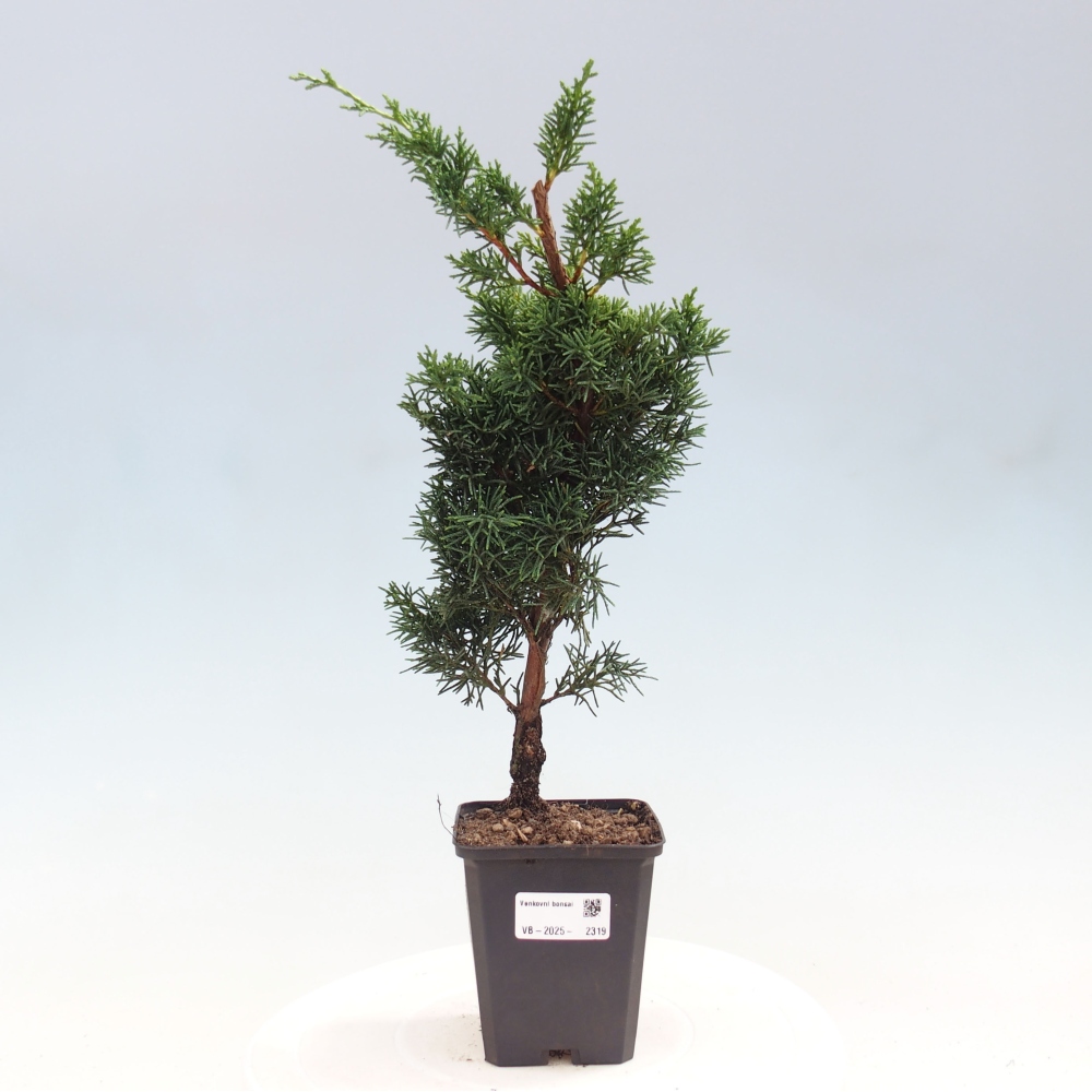 Outdoor bonsai - Juniperus chinensis Kishu - chiński jałowiec