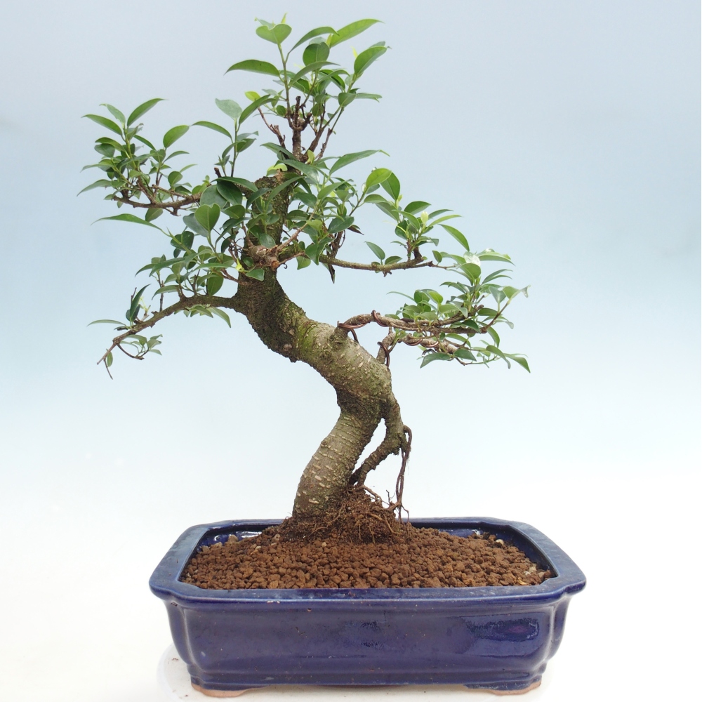 Pokój bonsai - Ficus kimmen - figowiec drobnolistny