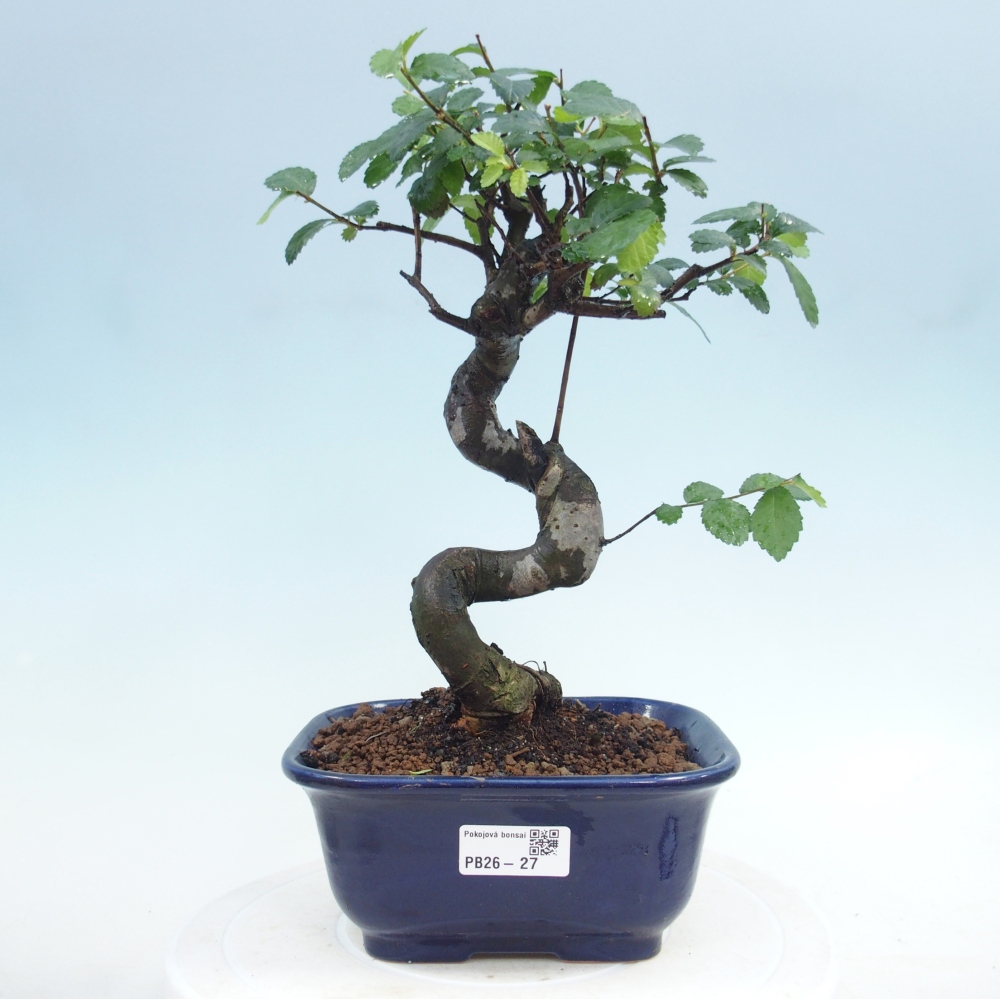 Pokój bonsai - Ulmus parvifolia - Wiąz drobnolistny