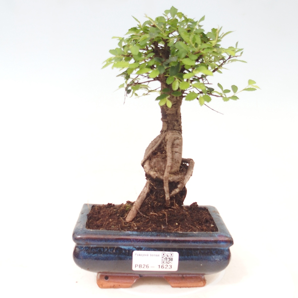 Pokój bonsai - Ulmus parvifolia - Wiąz drobnolistny