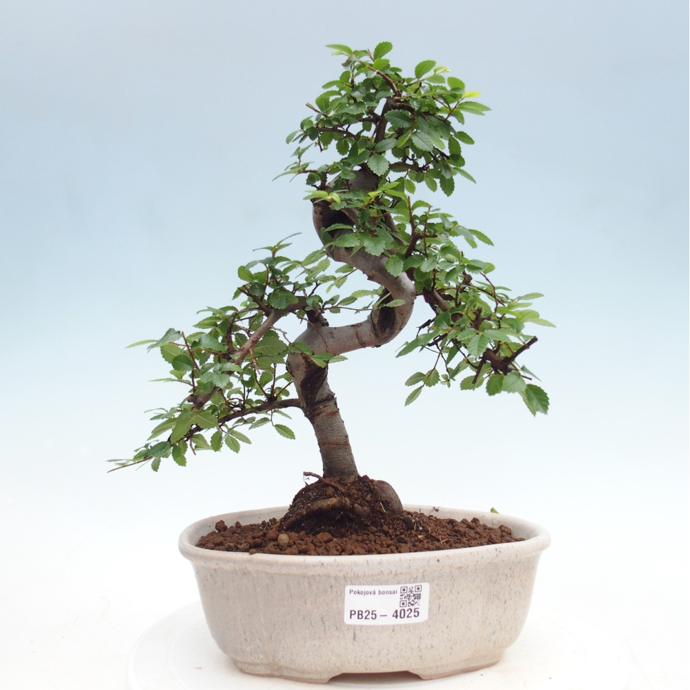 Pokój bonsai - Ulmus parvifolia - Wiąz drobnolistny