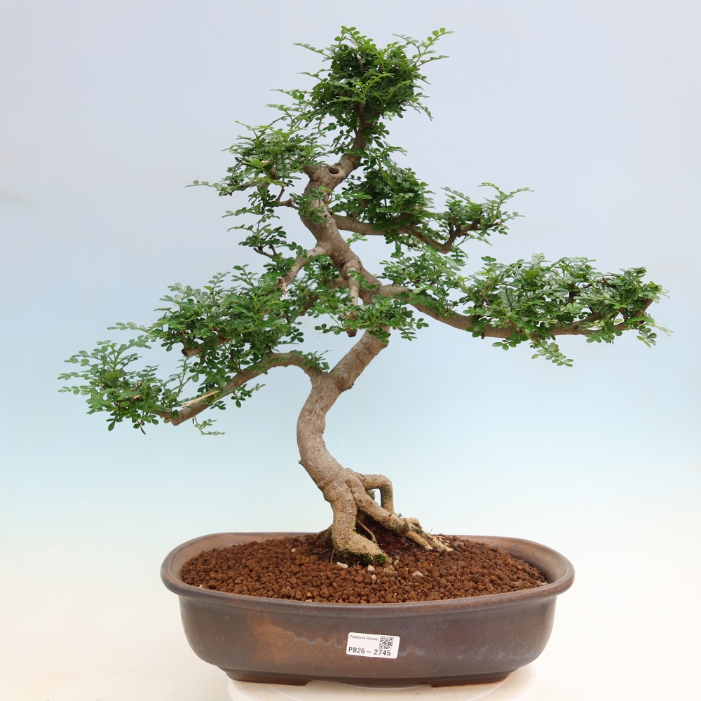 Pokój bonsai - Zantoxylum piperitum - drzewo pieprzowe