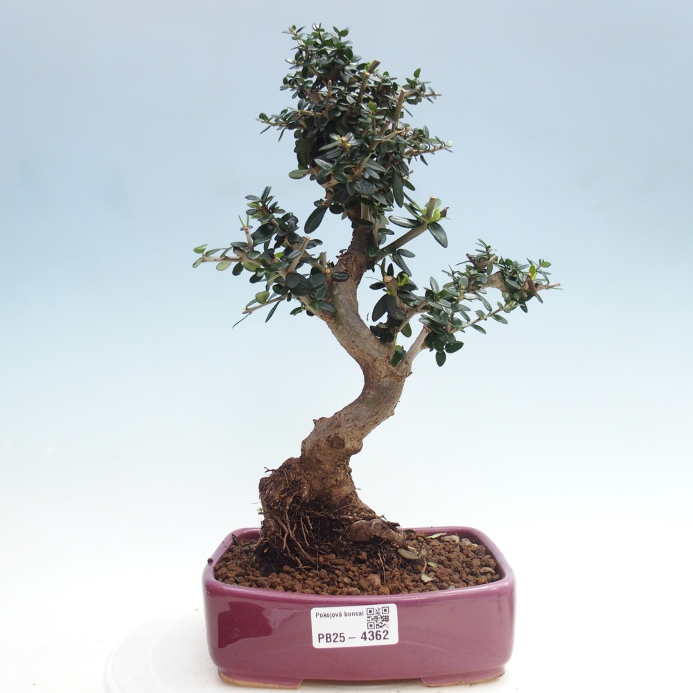 Bonsai do wnętrz - Olea europaea sylvestris
