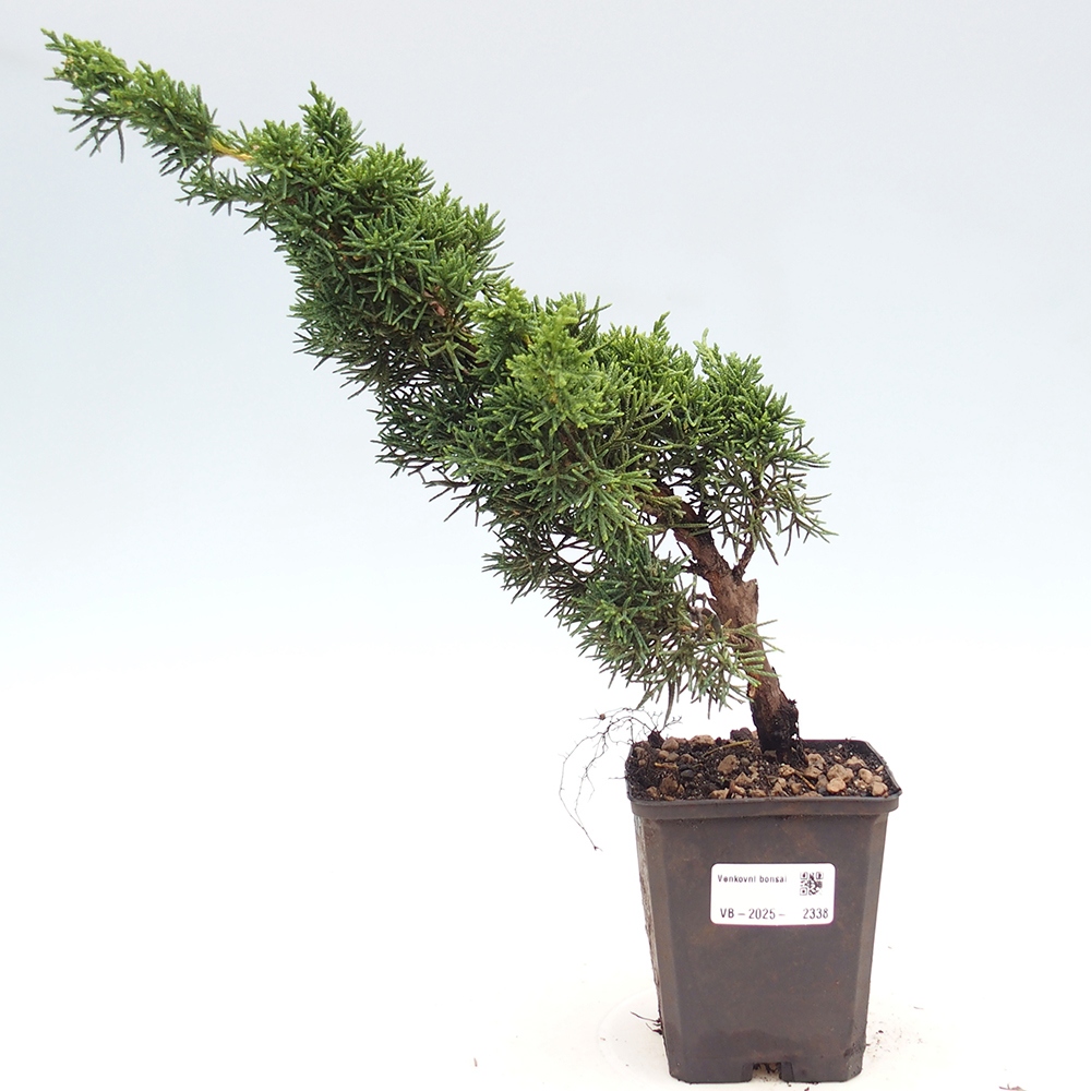 Outdoor bonsai - Juniperus chinensis Kishu - chiński jałowiec