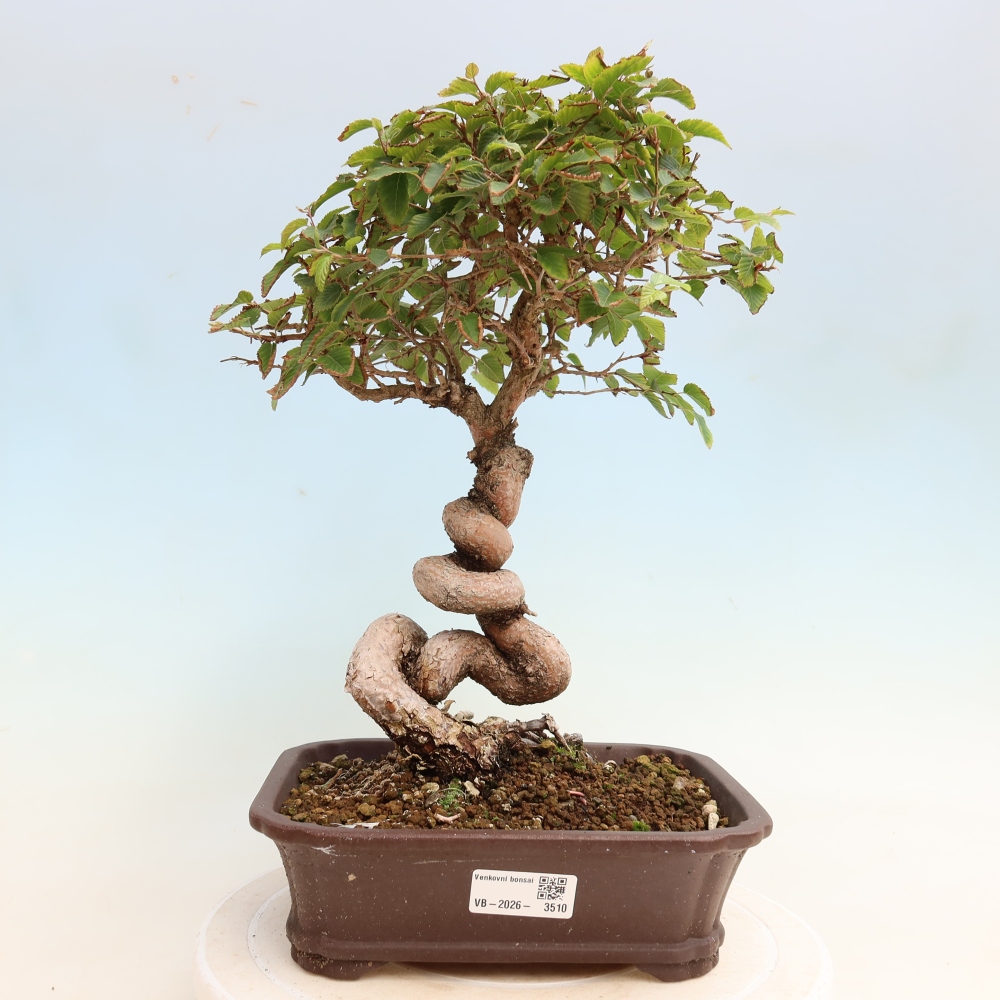 Outdoor bonsai - Carpinus CARPINOIDES - grab koreański