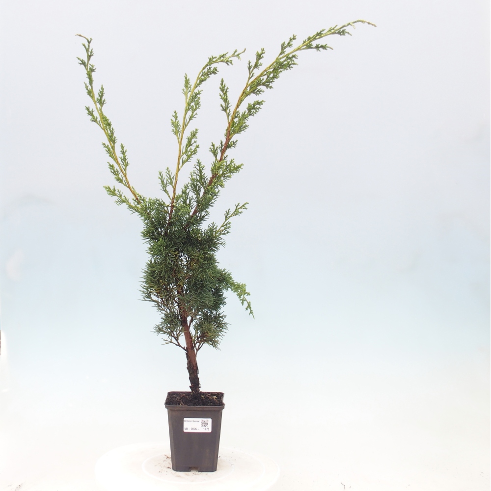 Outdoor bonsai - Juniperus chinensis Kishu