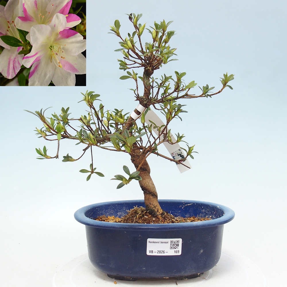 Bonsai zewnętrzne - Azalia japońska - Azalia Hand