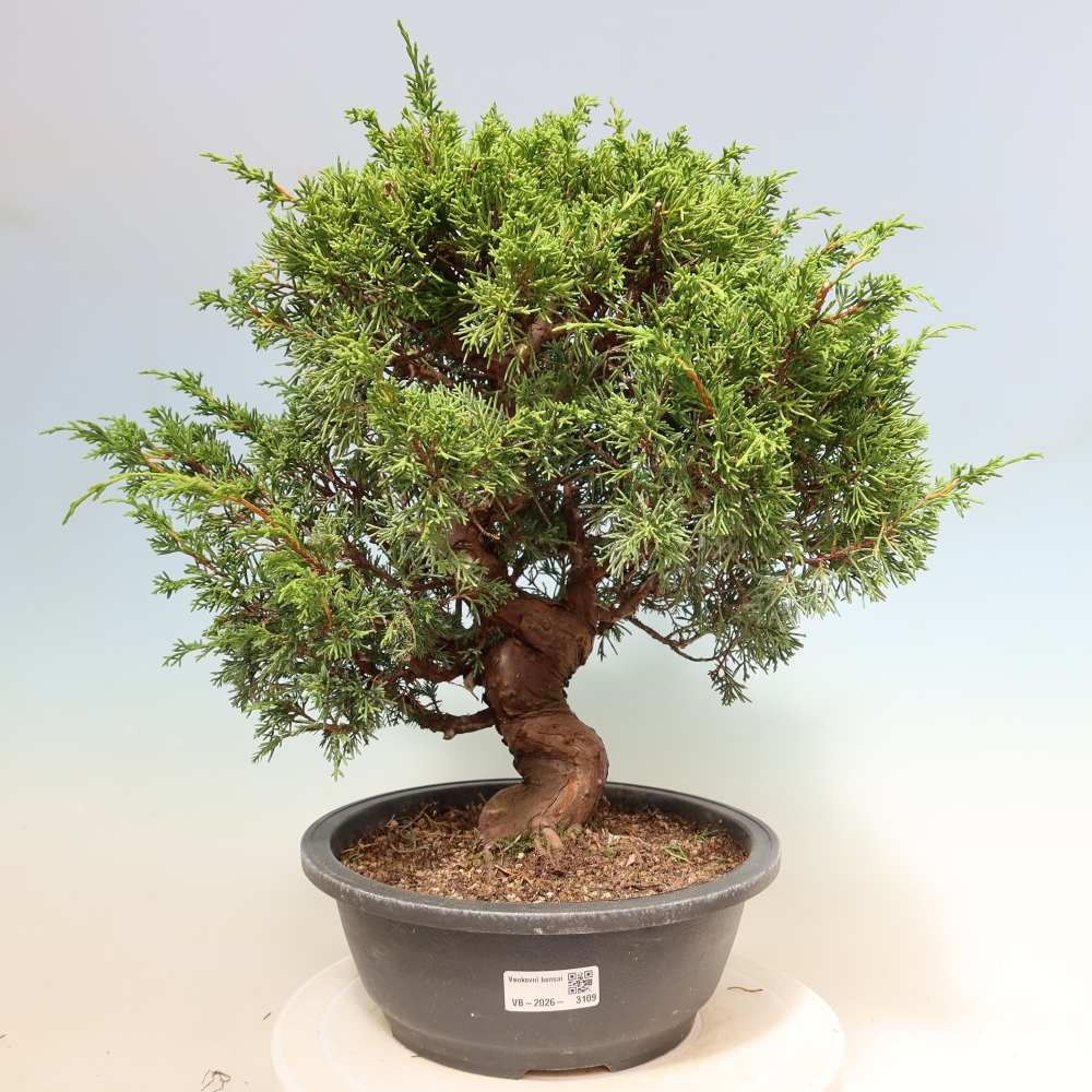Bonsai ogrodowe – Juniperus chinensis Itoigawa – jałowiec chiński