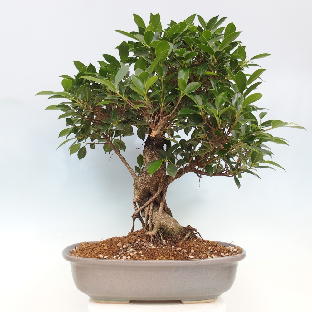 Bonsai pokojowe - Ficus kimmen - figowiec drobnolistny - WYŁĄCZNIE ODBIÓR OSOBISTY lub transport paletowy