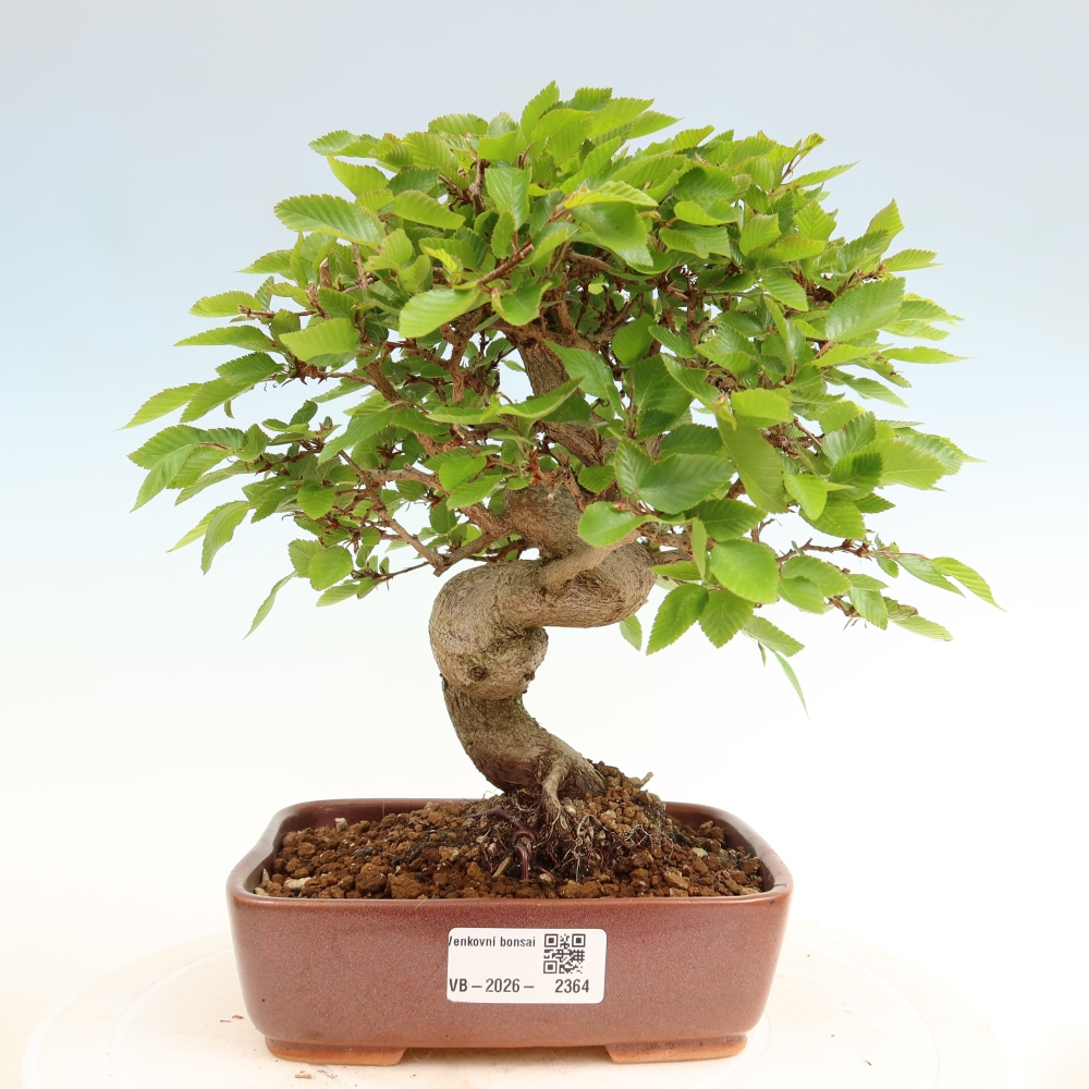 Outdoor bonsai - Carpinus coreana - grab koreański