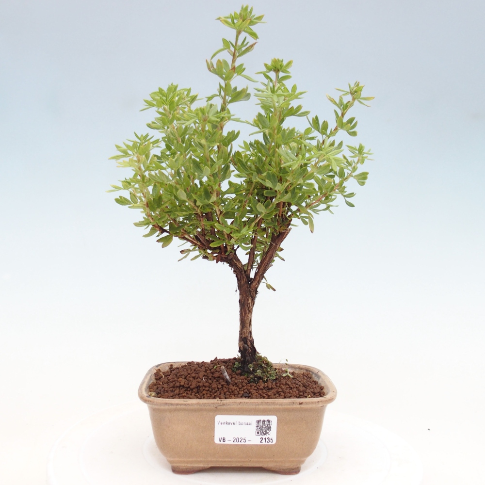 Outdoor bonsai-Pięciolistnik - Potentila fruticosa żółty Ptak