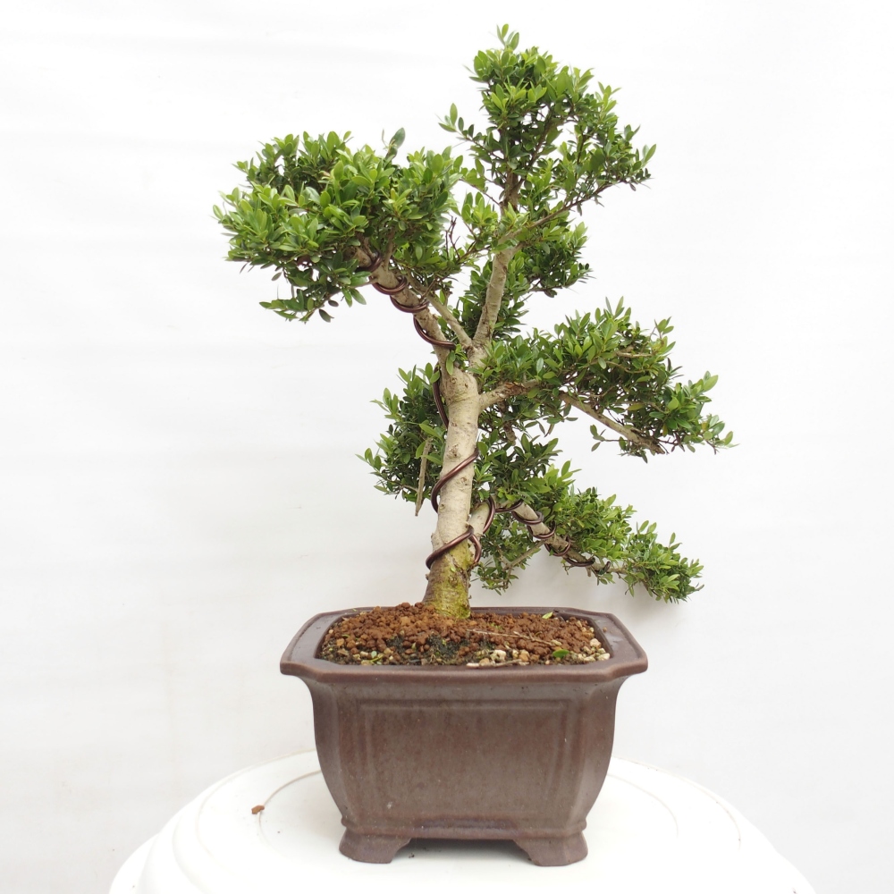 Kryty bonsai - Ilex crenata - Holly