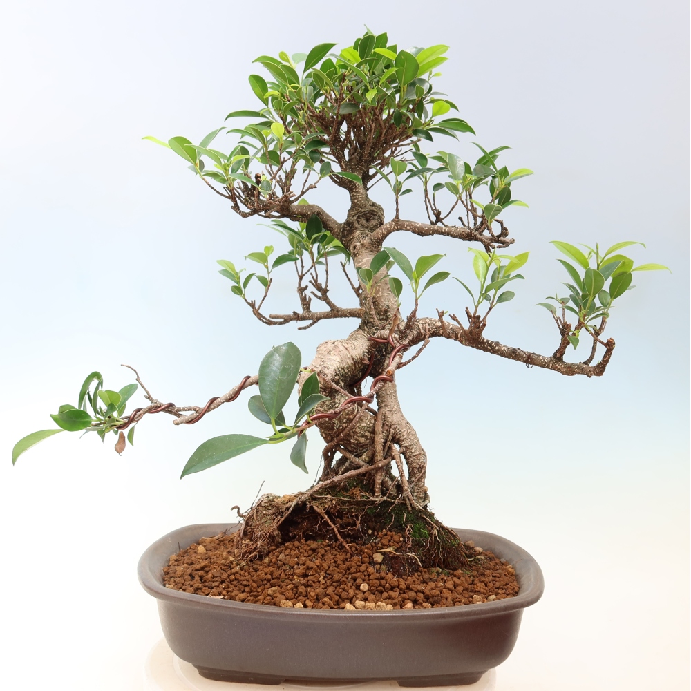 Pokój bonsai - Ficus kimmen - figowiec drobnolistny