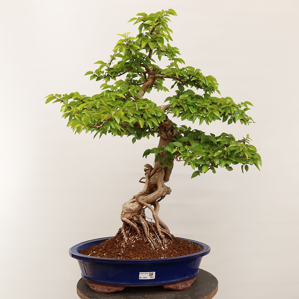Bonsai plenerowe - Carpinus Coreana - grab koreański