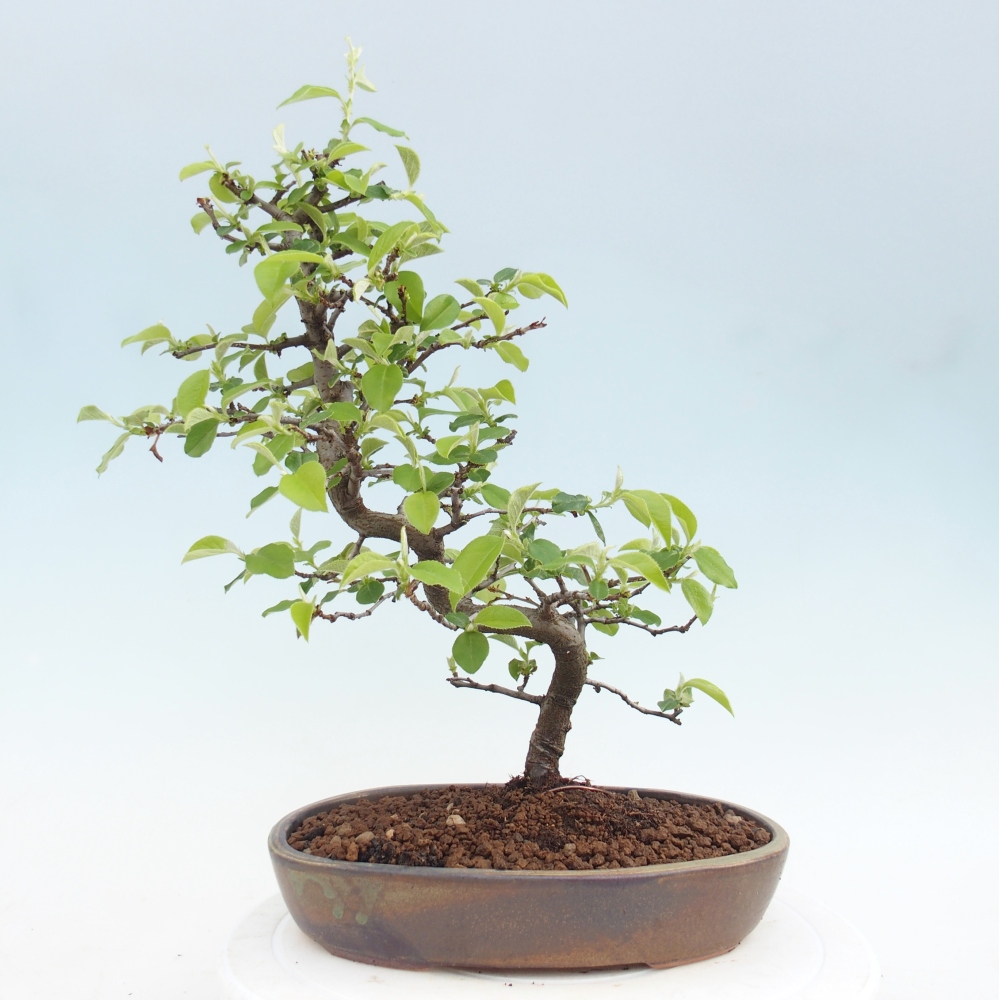 Bonsai zewnętrzne - Chaneomeles chinensis