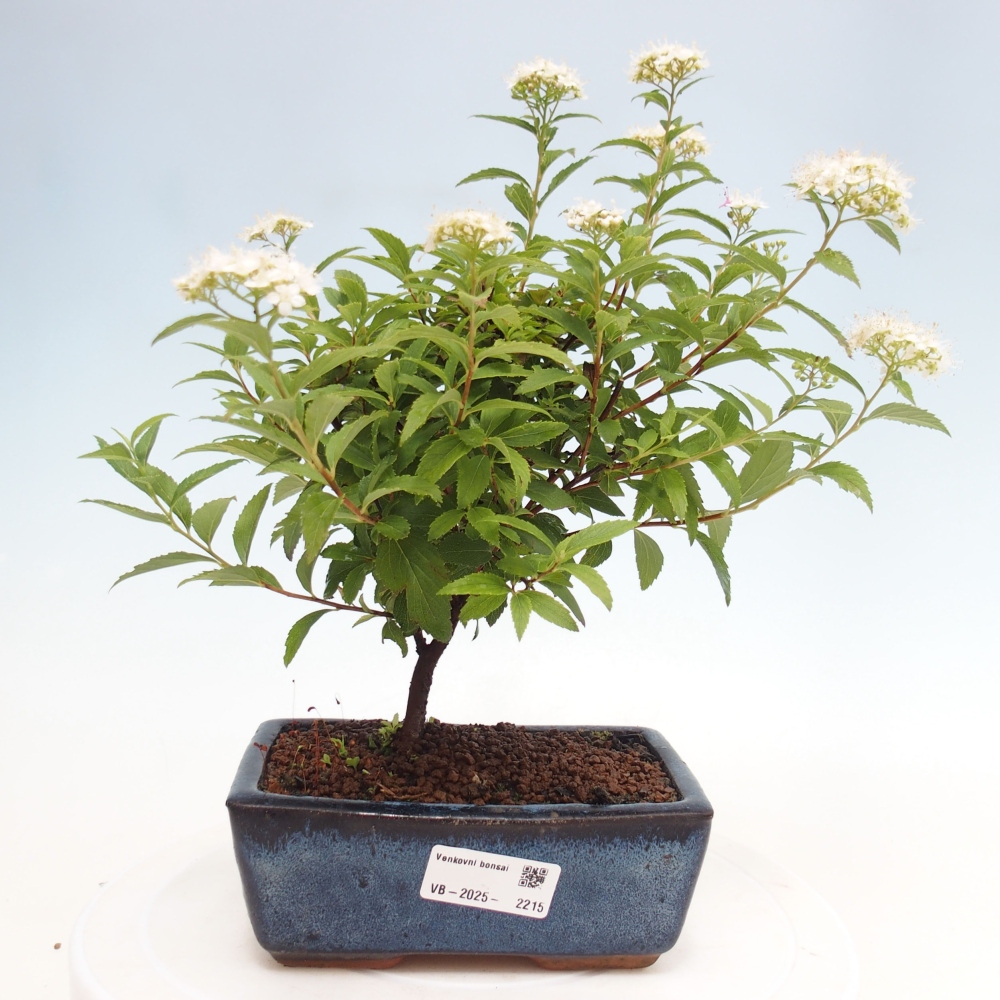 Outdoor bonsai - Spirea japonica GENPSI