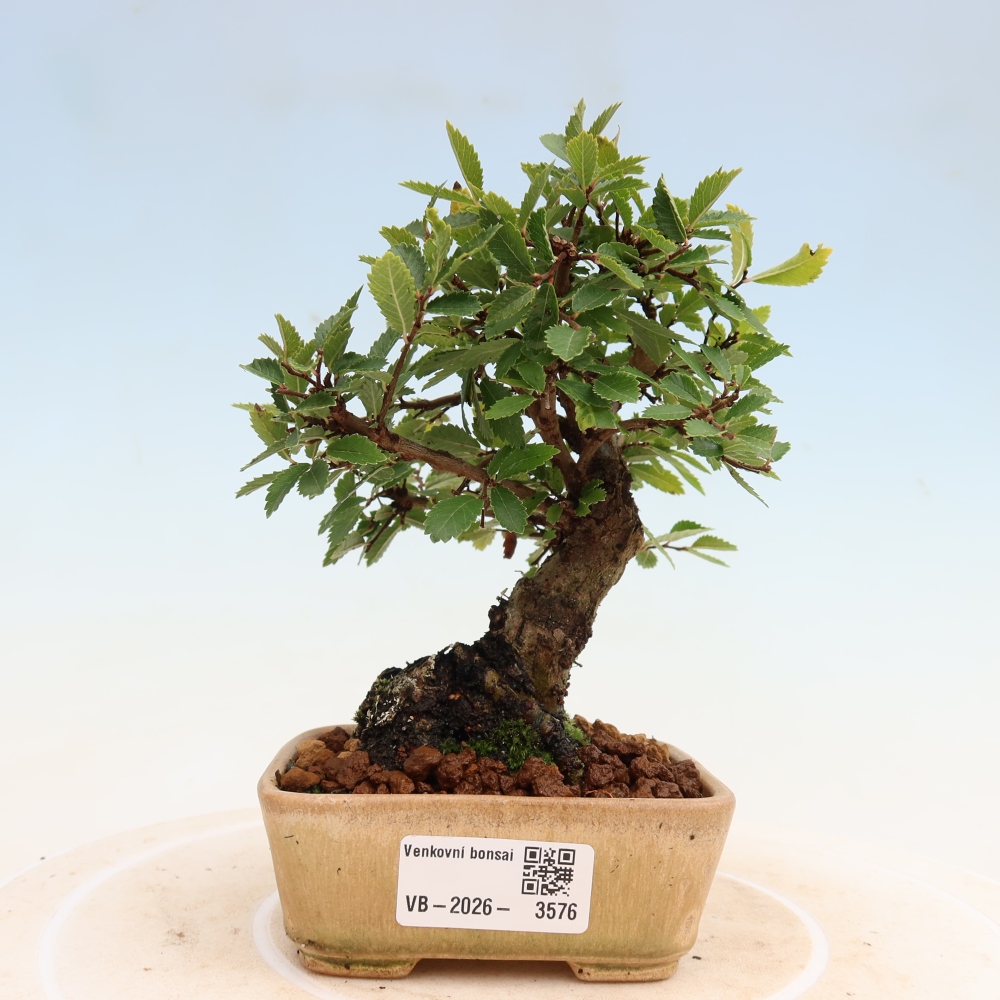 Bonsai zewnętrzne - Zelkova - Zelkova NIRE