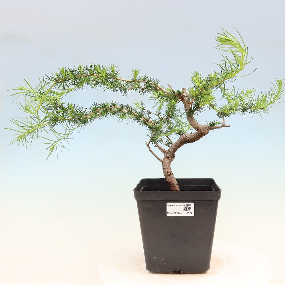 Bonsai zewnętrzne - Larix decidua - Modrzew
