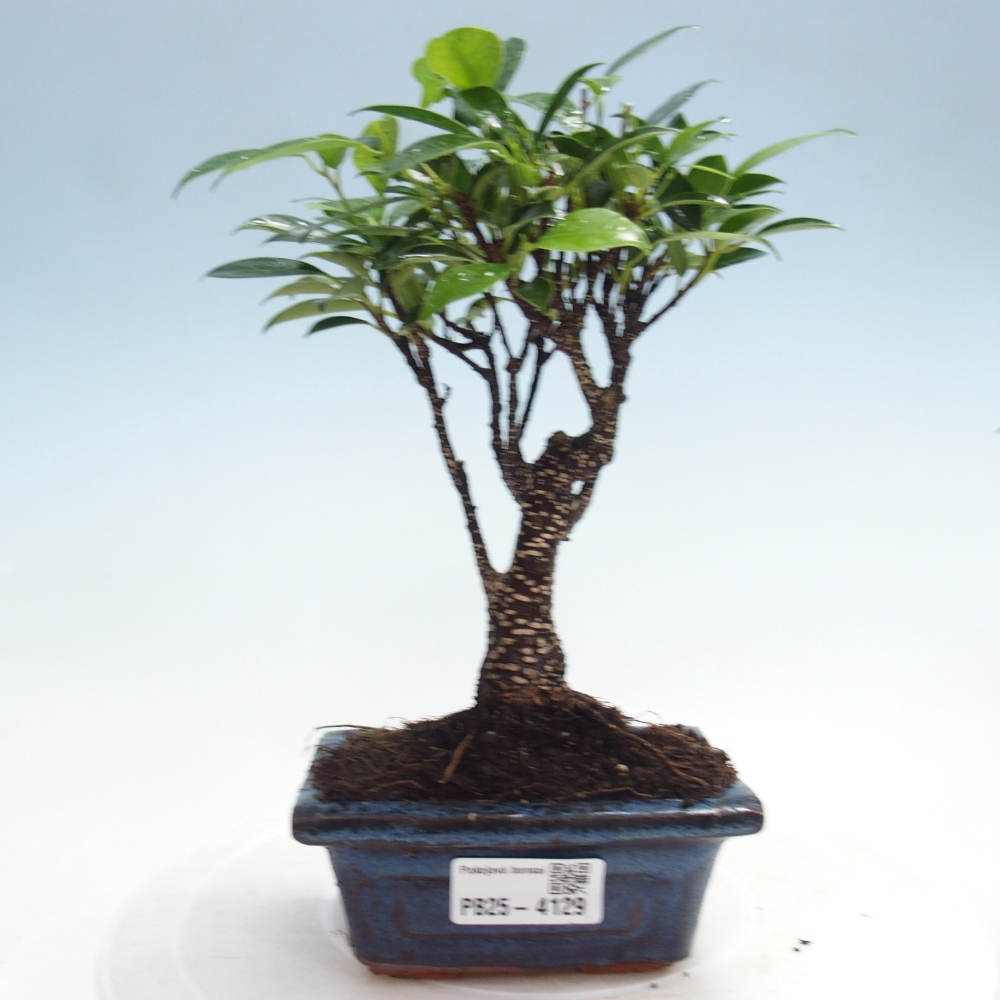 Pokój bonsai Ficus retusa kimmen