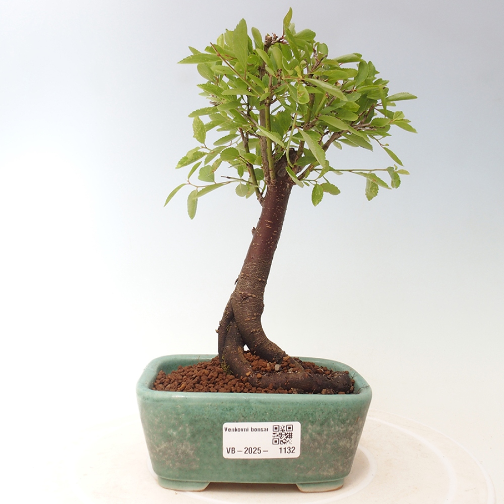 Outdoor bonsai - Prunus spinosa - tarnina