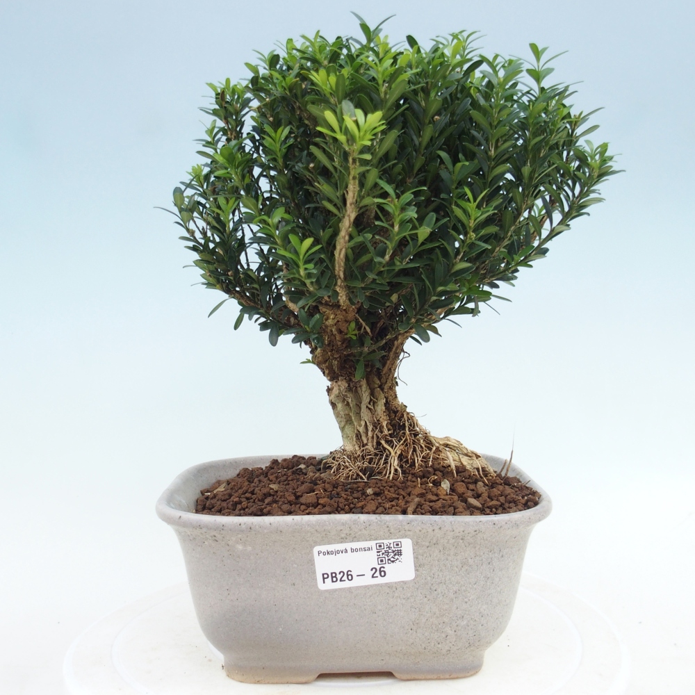 Pokój bonsai - Buxus harlandii - buxus korkowy