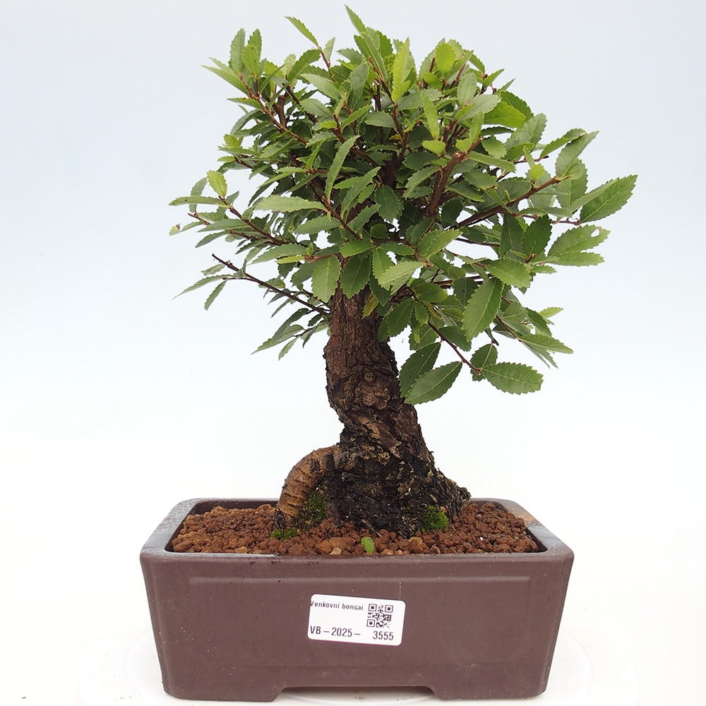 Bonsai zewnętrzne - Zelkova - Zelkova NIRE