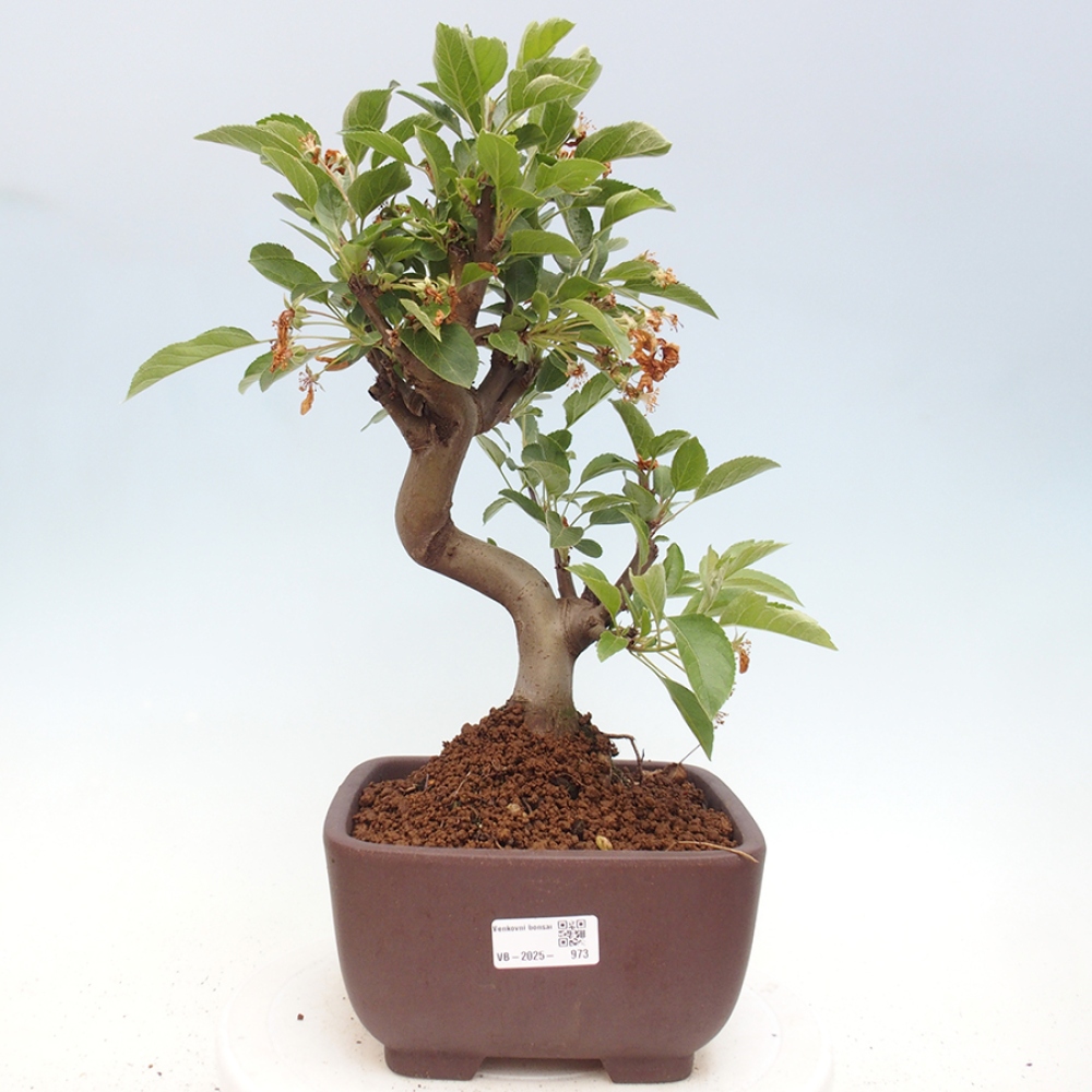 Bonsai plenerowe - Malus Halliana - Jabłoń drobnoowocowa