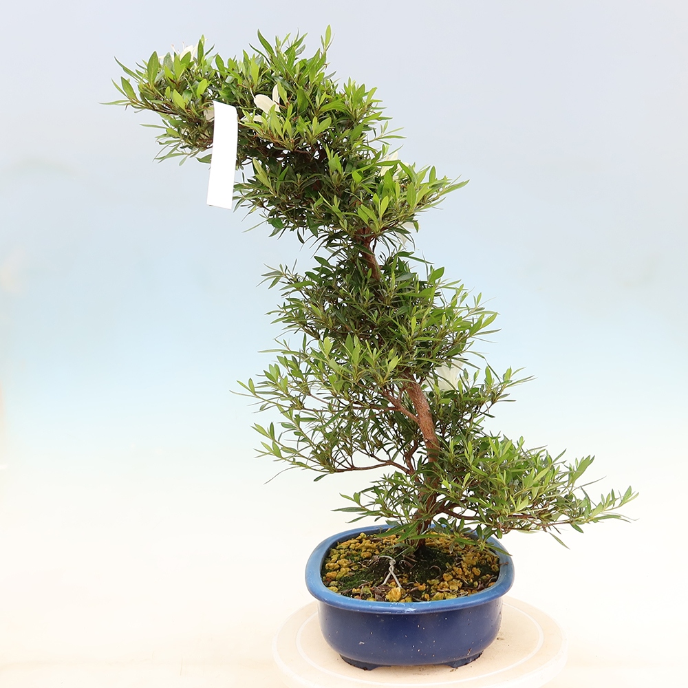 Bonsai zewnętrzne - Azalia japońska - Azalia Hakurin