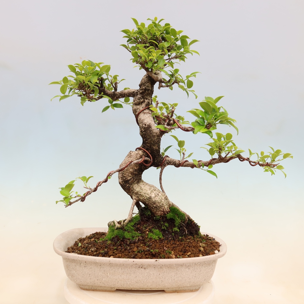 Pokój bonsai - Ficus kimmen - figowiec drobnolistny