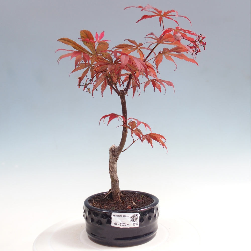 Bonsai na zewnątrz - Palma Acer. Atropurpureum-Javor palmate