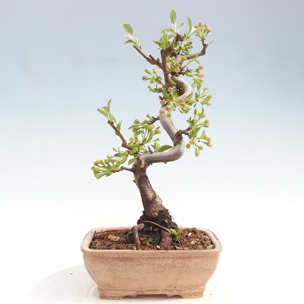 Outdoor bonsai - Malus sargentii - Jabłoń drobnoowocowa