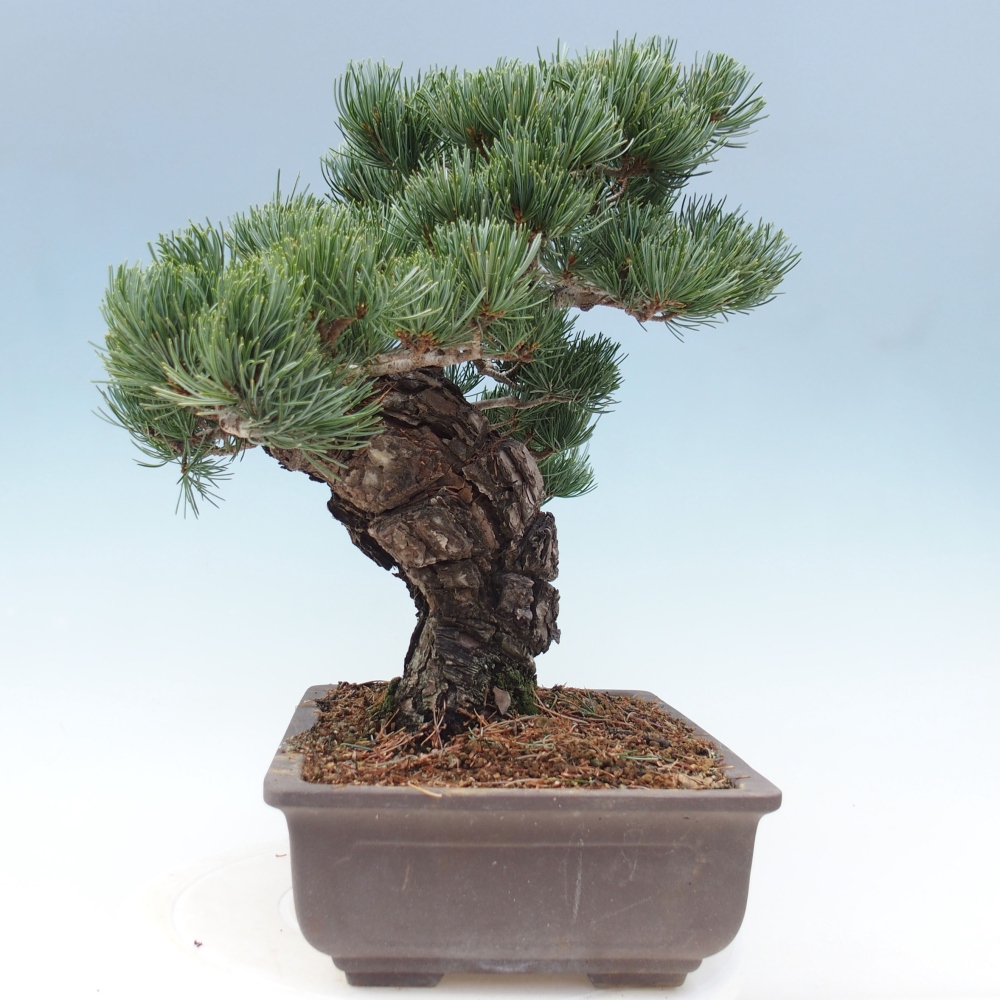 Outdoor bonsai - Pinus parviflora - Mała sosna