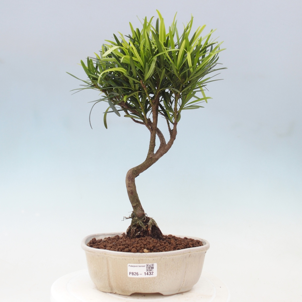 Pokój bonsai - Podocarpus - Kamienny cis
