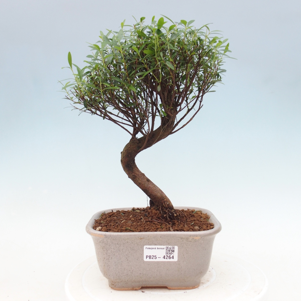Pokój bonsai - Syzygium - Pimento