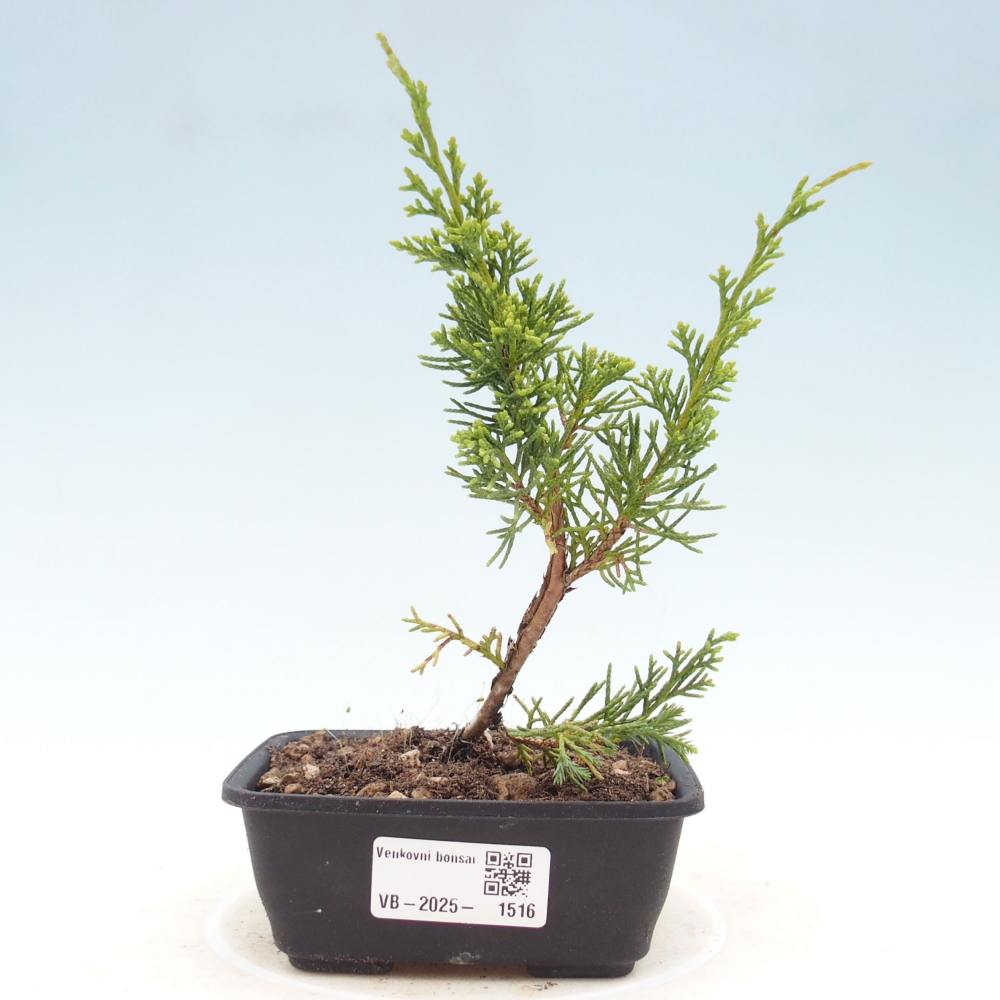 Outdoor bonsai - Juniperus chinensis Itoigawa - Jałowiec chiński