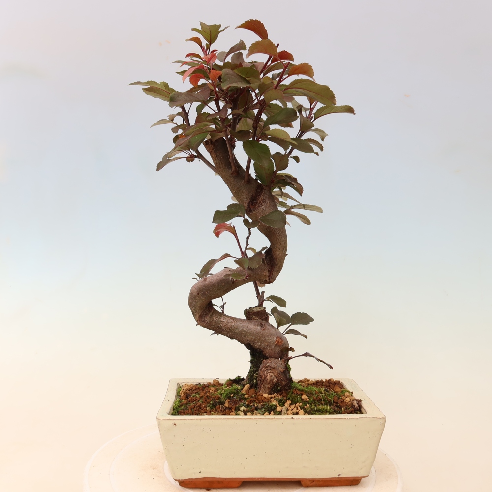 Outdoor bonsai - Malus domestica - Jabłoń czerwonolistna o małych owocach