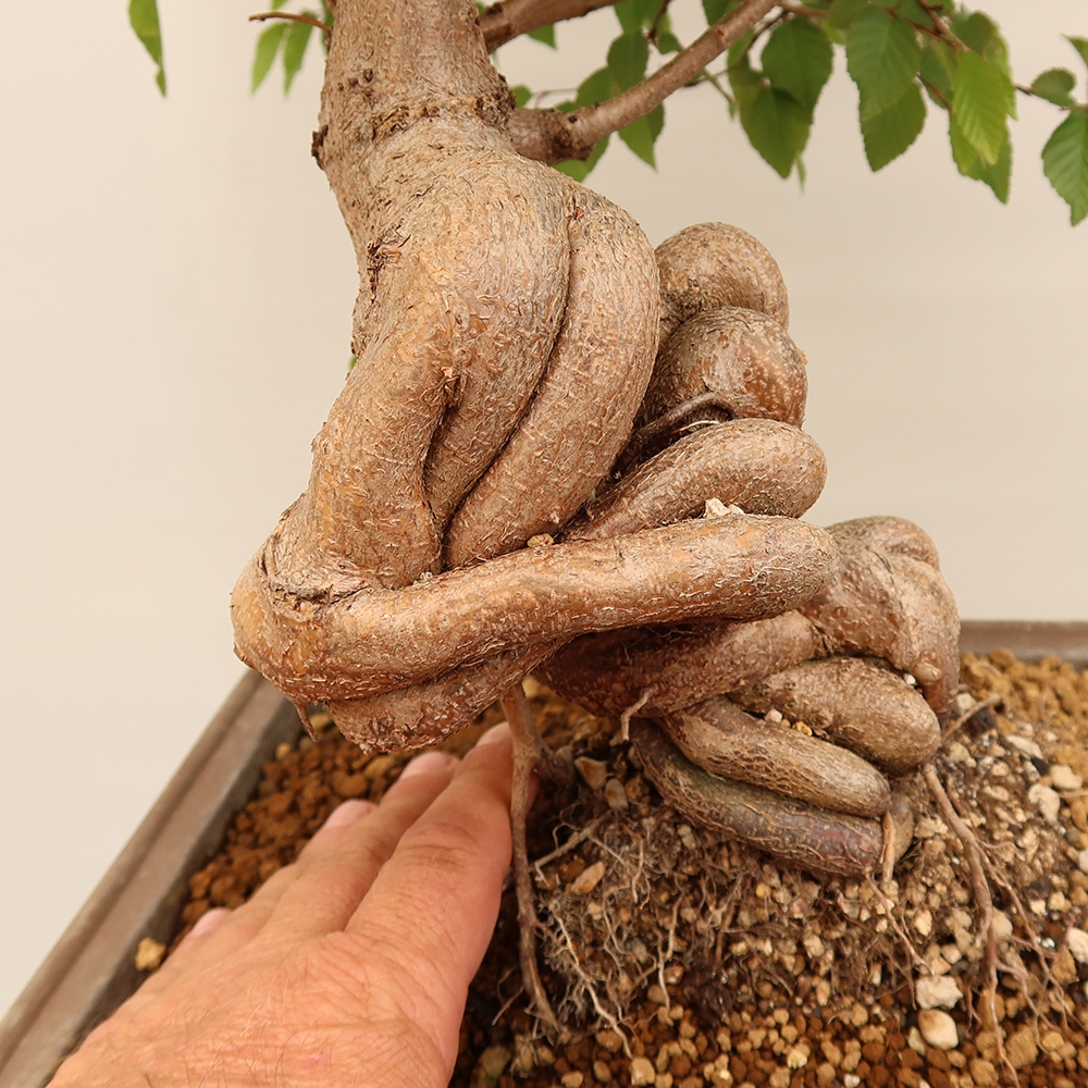 Bonsai plenerowe - Carpinus Coreana - grab koreański