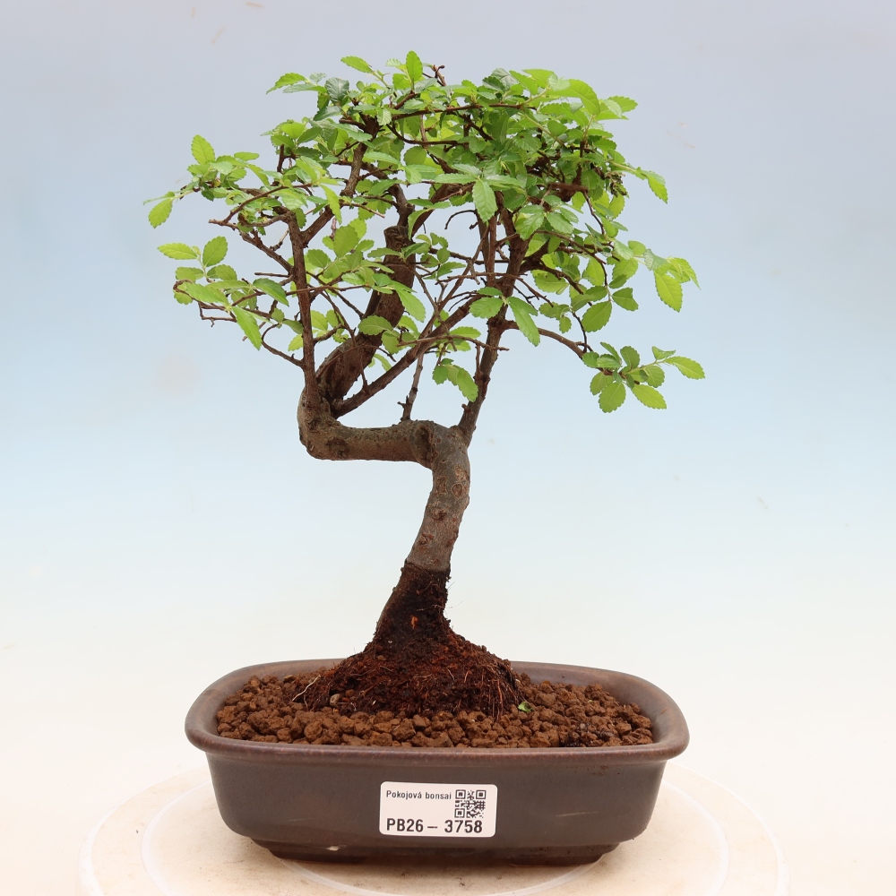 Pokój bonsai - Ulmus parvifolia - Wiąz drobnolistny