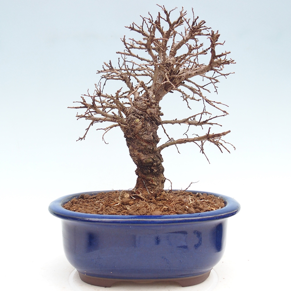 Bonsai zewnętrzne - Zelkova - Zelkova NIRE