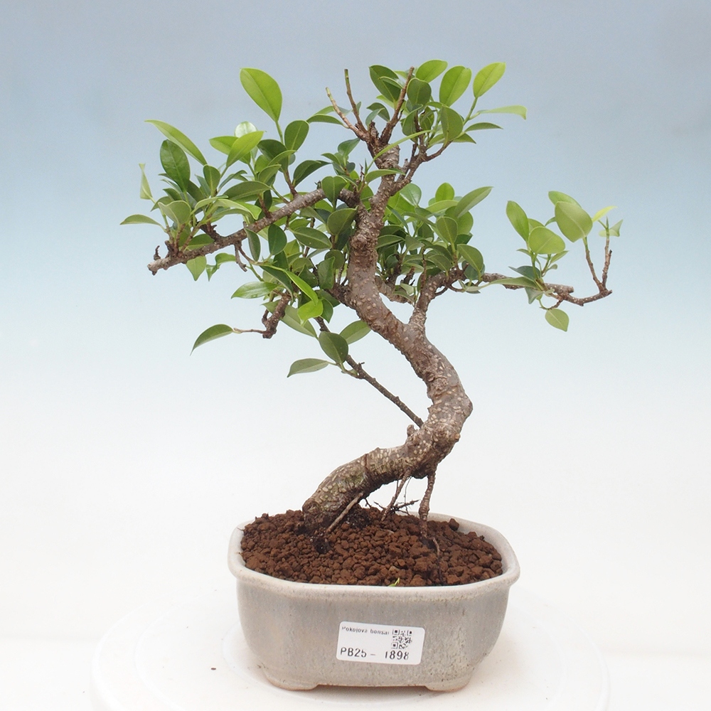 Kryty bonsai - Ficus retusa - figowiec drobnolistny