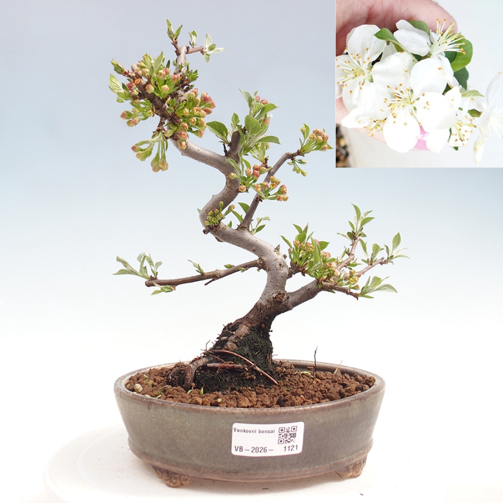Outdoor bonsai - Malus sargentii - Jabłoń drobnoowocowa