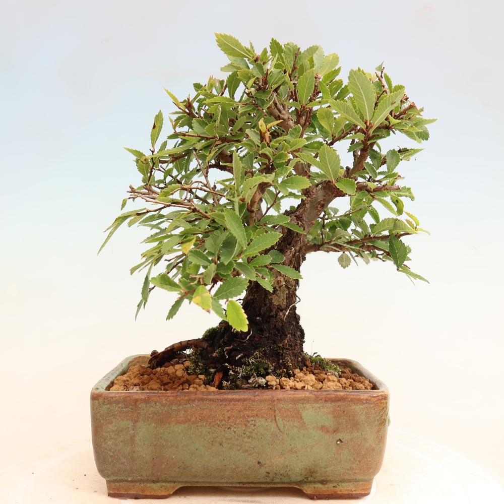 Bonsai zewnętrzne - Zelkova - Zelkova NIRE