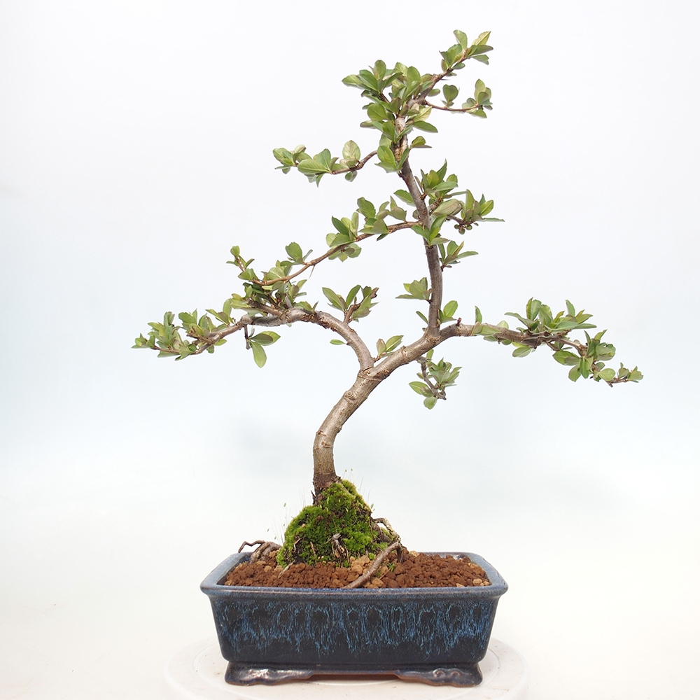 Outdoor bonsai - Chaneomeles sup. Nicoline - Pigwa